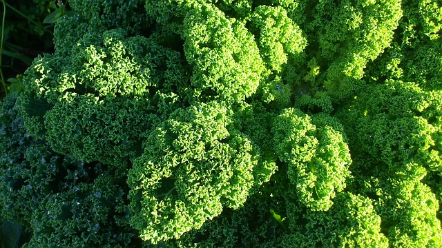Free Kale Vegetables photo and picture