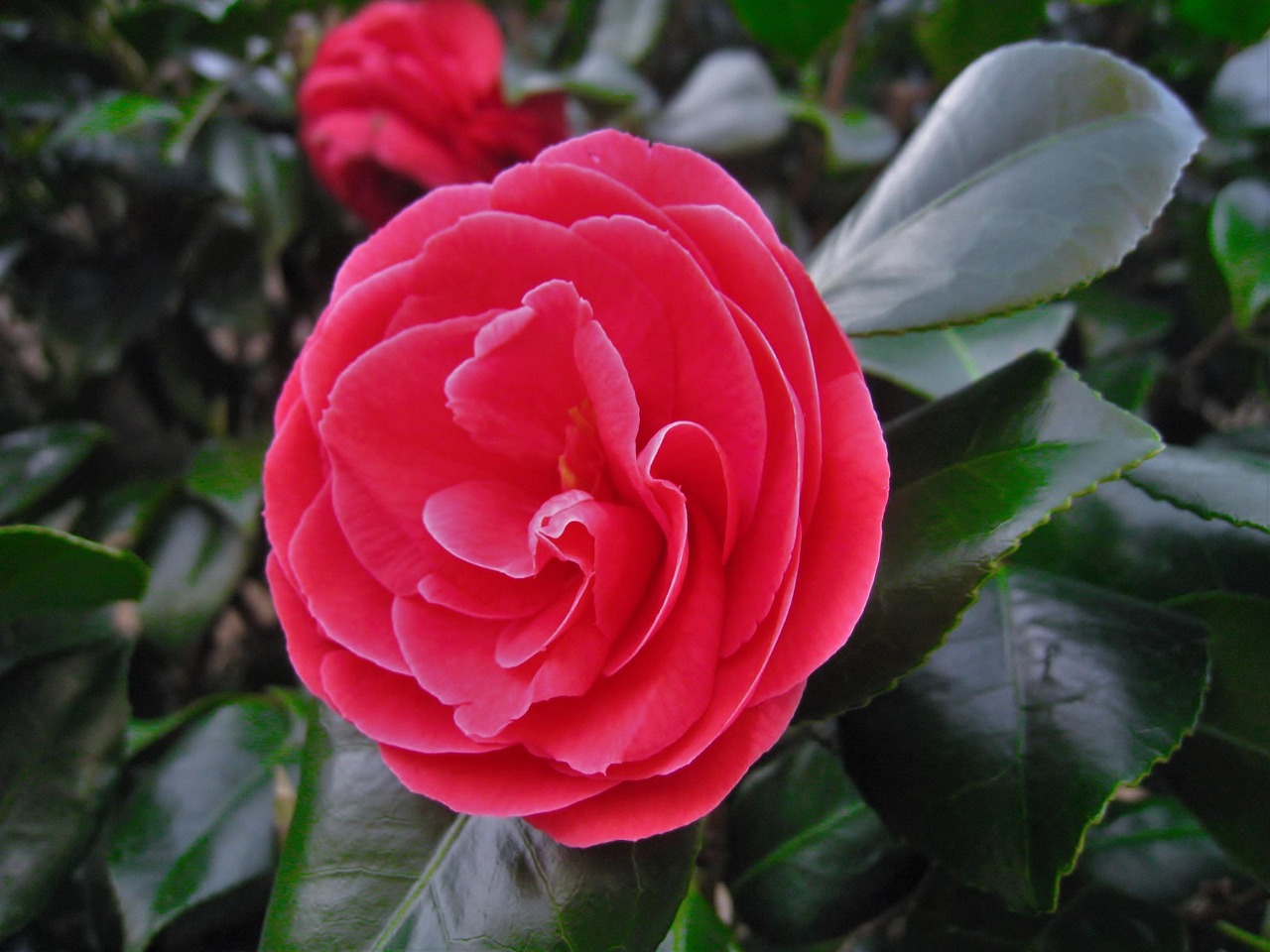 茶花 鲜花 叶 - Pixabay上的免费照片 - Pixabay