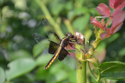 Free Dragonfly Flower photo and picture