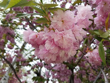 Free Flower Pink photo and picture