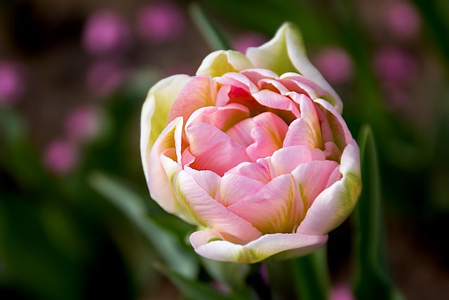 Free Flower Nature photo and picture