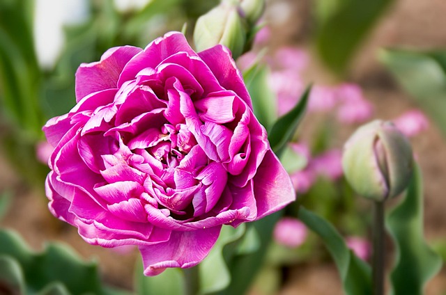 Free Flower Blossom photo and picture