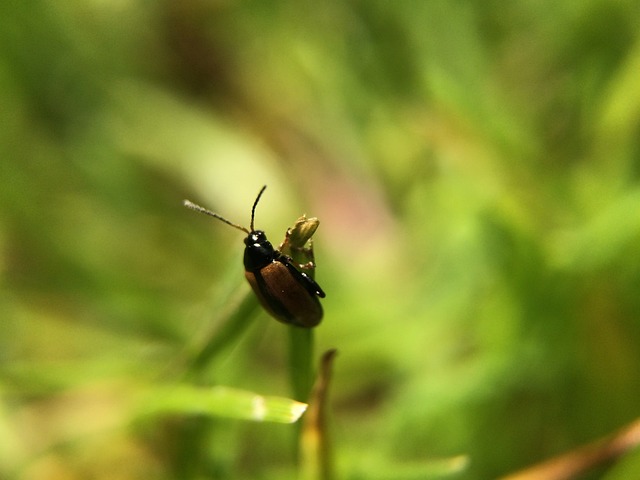 Escarabajo, Insecto, Hierba, Jardín