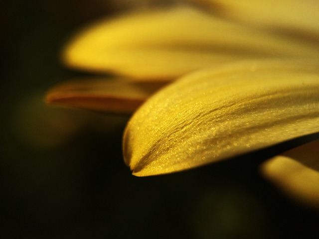 Flor, Sol, Planta, Amarillo