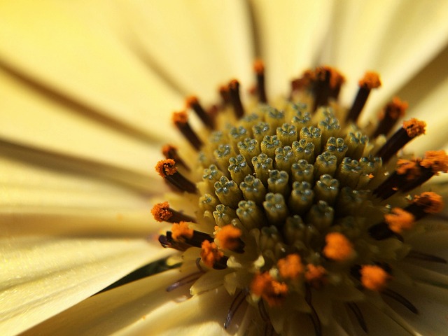 Macro, Flor, Planta, Flora, Naturaleza