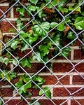 ivy, fence, bricks
