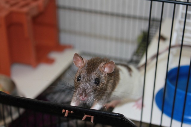 Ratte, Käfig, Haustier, Nagetier