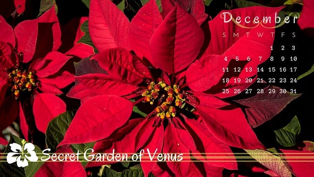 Free Secret Garden Of Venus Nature illustration and picture