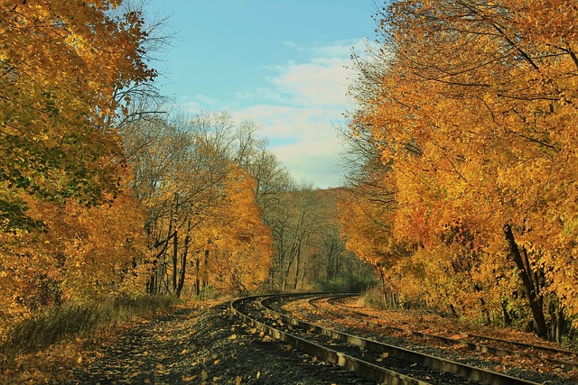 Gelb, Blätter, Herbst, Natur, Jahreszeit