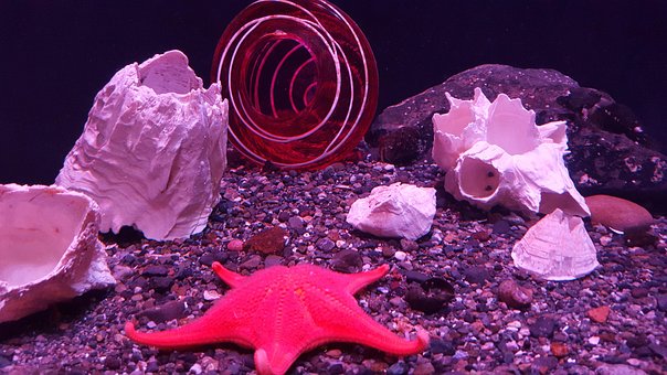 Free Starfish Seastar photo and picture