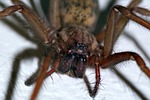 spider, tegenaria domestica, terrible