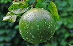 unripe orange, raindrop, green