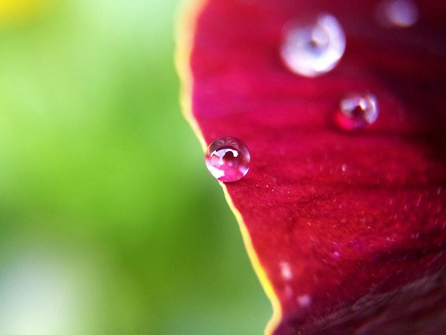Planta, Flor, Macro, Agua, Verde