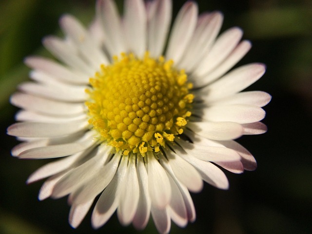 Planta, Flor, Macro, Naturaleza