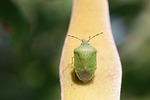 bug, leaf bug, green