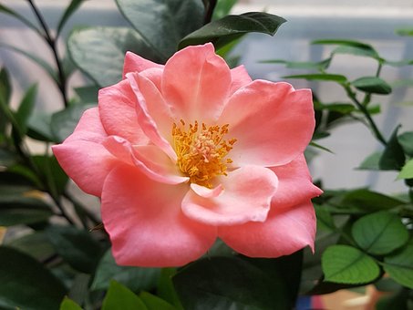 Rose, Flowers, Pink, Potted Plant
