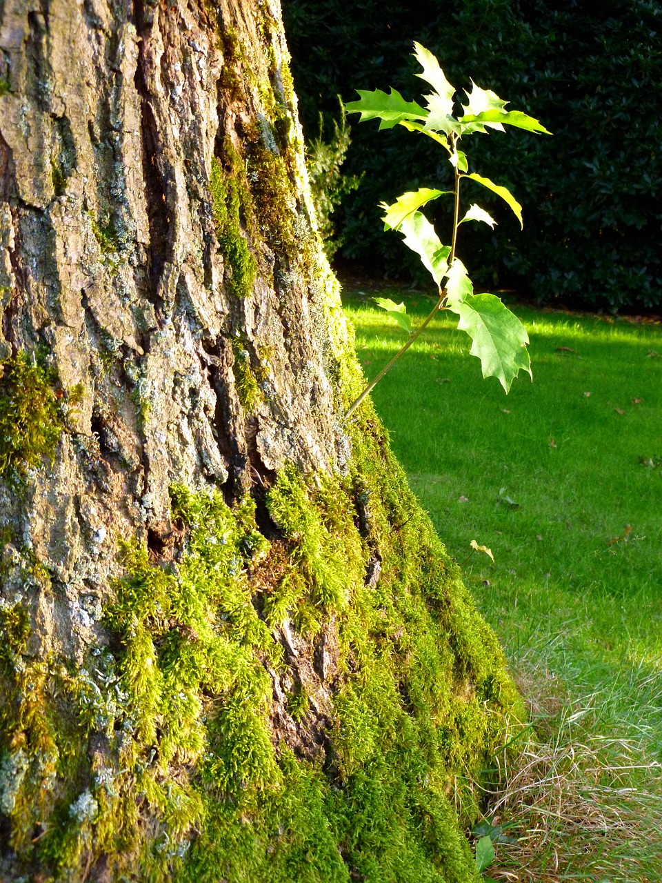 Tree Oak Park Free photo on Pixabay Pixabay