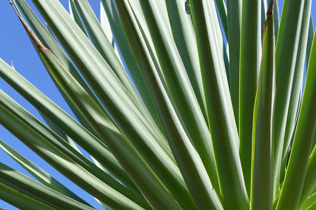 Free Plamenblatt Blue photo and picture