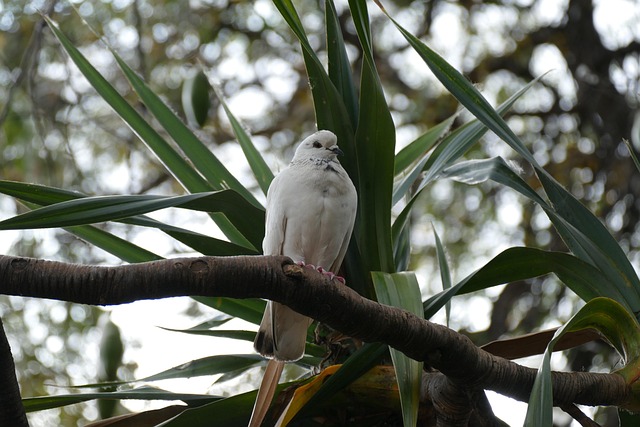 Free Dove Palm Tree photo and picture