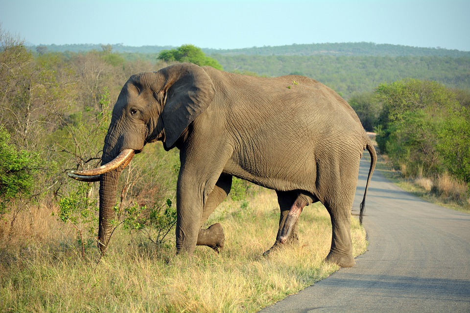 Elephant Nature Park Coffee Elephant Nature Park Coffee