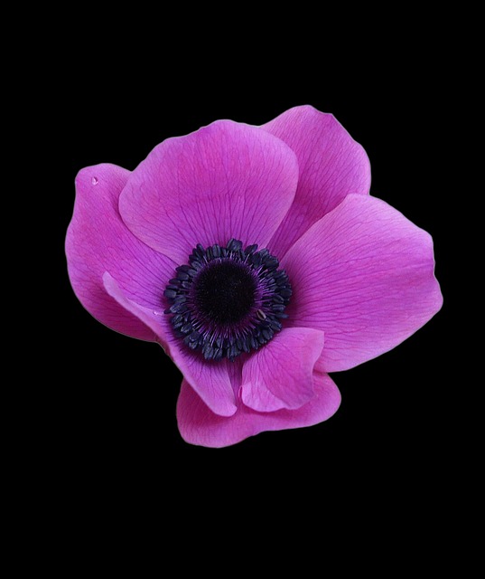 Free Anemone Raindrop photo and picture
