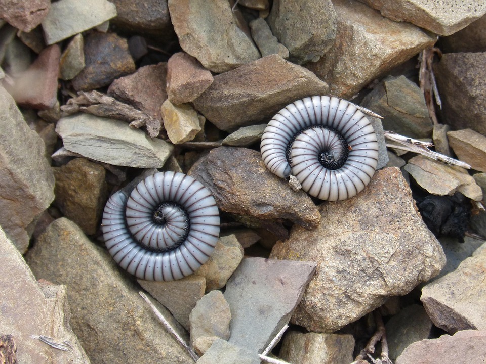 gusanos