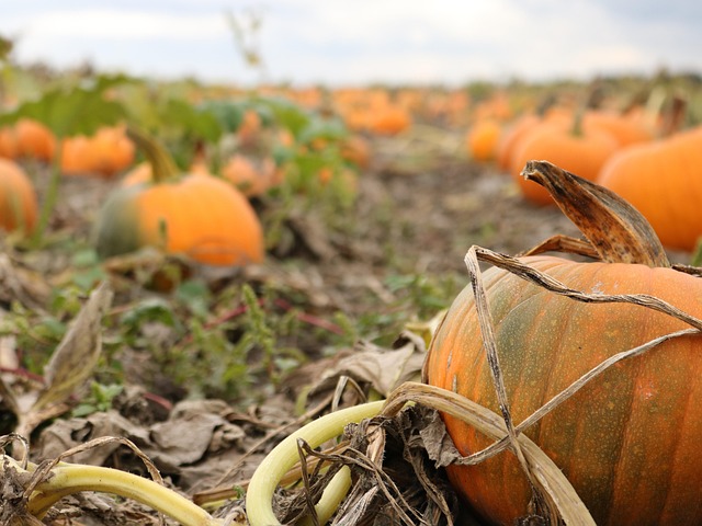 Free Pumpkin Farm photo and picture