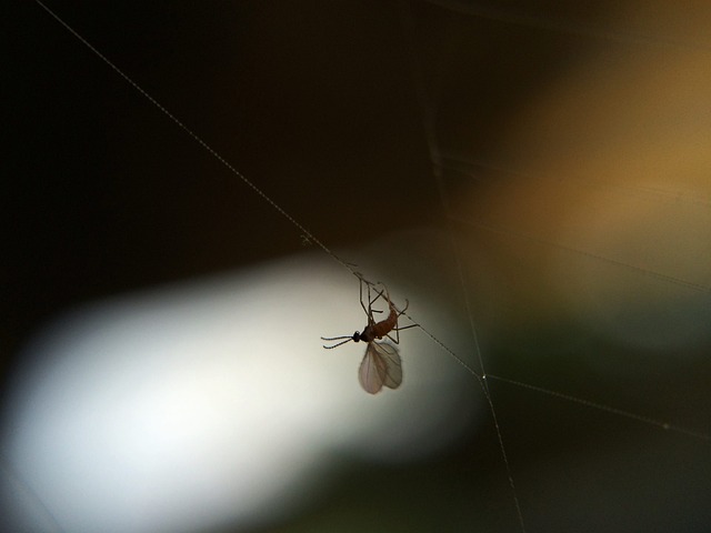 Escarabajo, Insecto, Exterior, Planta