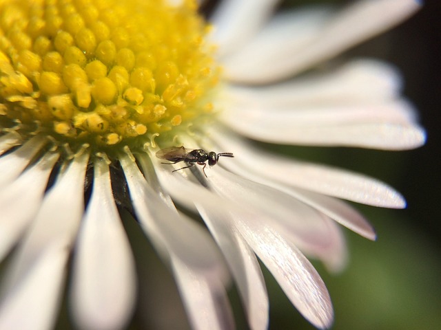 Flor, Naturaleza, Jardín, Escarabajo
