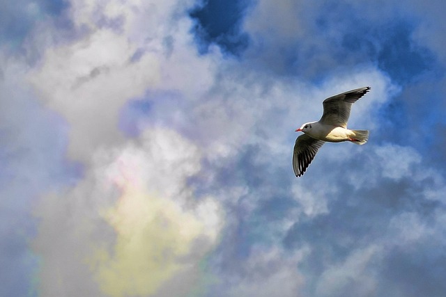 Vogel, Wolken, Fliegend, Himmel, Natur