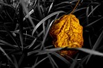 plant, still life, the leaves