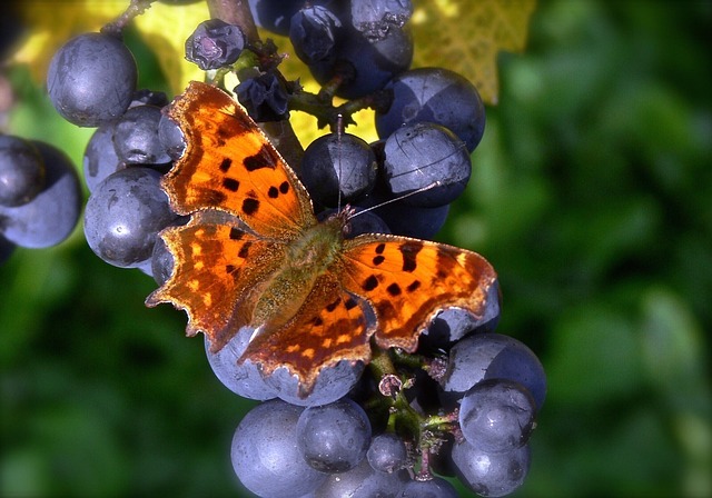 Free Butterfly Fall photo and picture