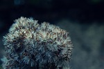plant, fluffy, nature