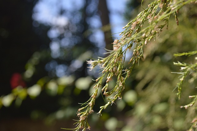 Free Green Leaves photo and picture