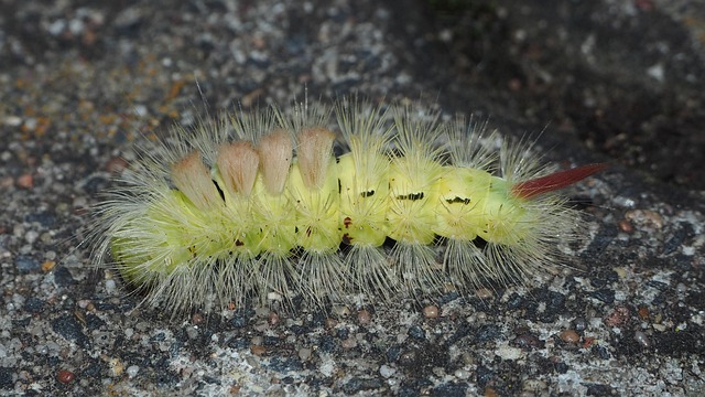 Free Caterpillar Insect photo and picture