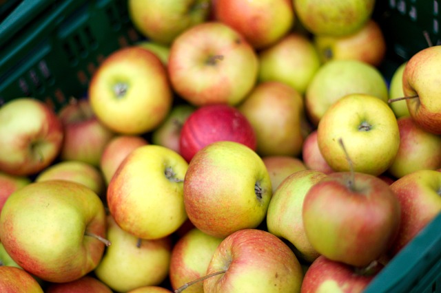 Free Thanksgiving Apple photo and picture