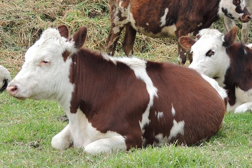 Vaca, Cow, Ganadería, Campo, Granja