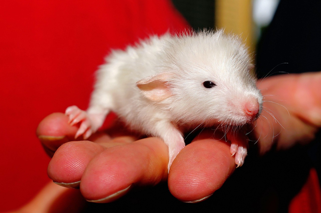 Baby Rat
