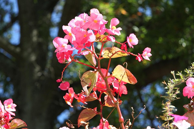 Free Flowers Pink Flowers photo and picture