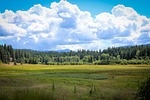 lake, view, pine trees