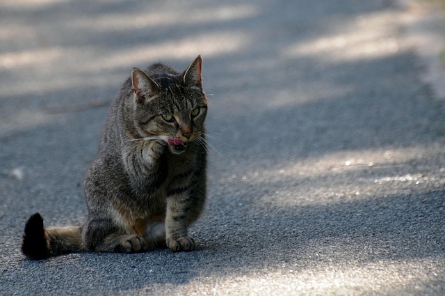 Free Cat Tiger Cat photo and picture