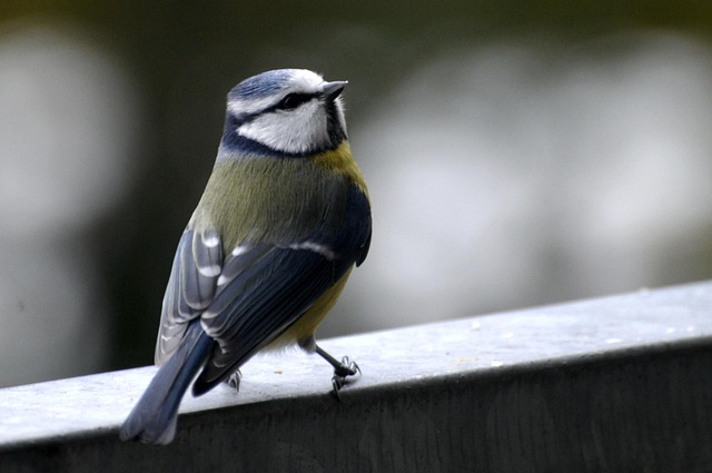 Free Blue Tit Songbird photo and picture