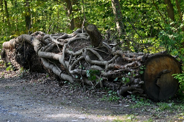 Free Tree Trunk Lying photo and picture