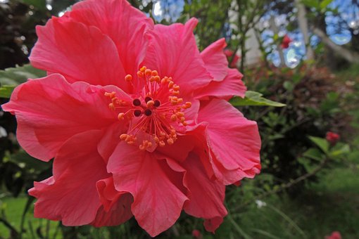 Flor, Flores, Florido, Naturaleza