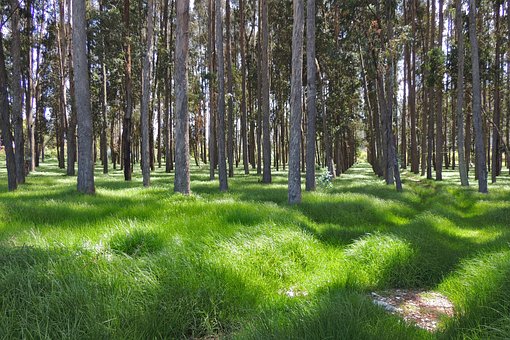 Bosque, Pino, Naturaleza, Piña, Paisaje
