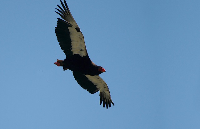 Free Jester Bird photo and picture