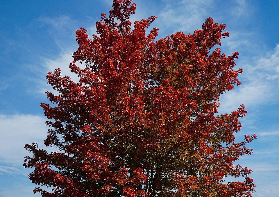 Pohon Maple Daun-Daun Daun - Foto gratis di Pixabay - Pixabay