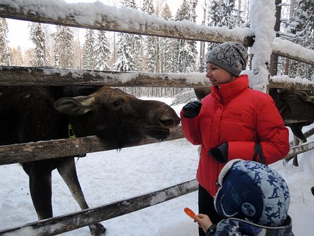 Free Moose Beasts photo and picture