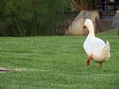 Pato, Pata, Ave, Pájaro, Paisaje