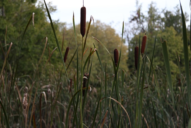 Free Cattail Nature photo and picture
